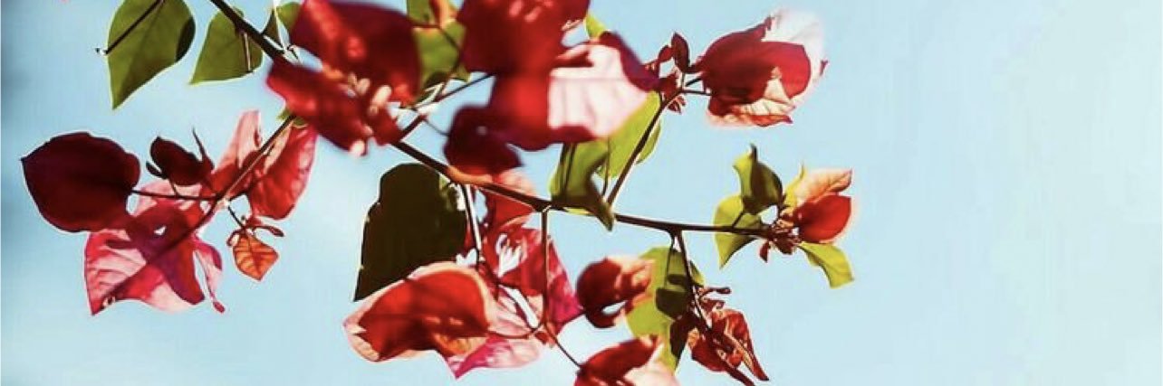 02_see's profile banner image