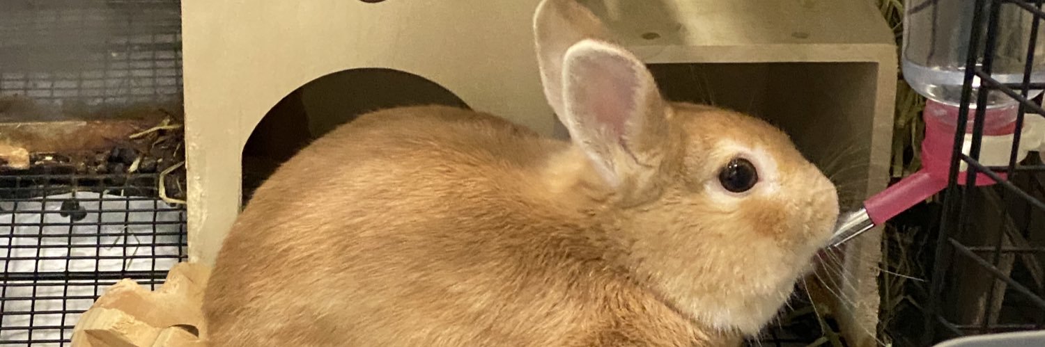 tomopiiri's profile banner image