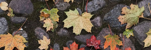 oreolacta Profile Banner