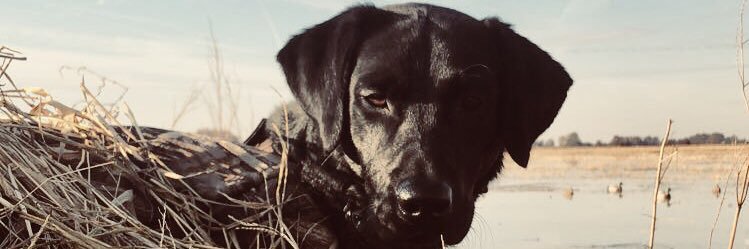 Drew Fitzsimmons banner