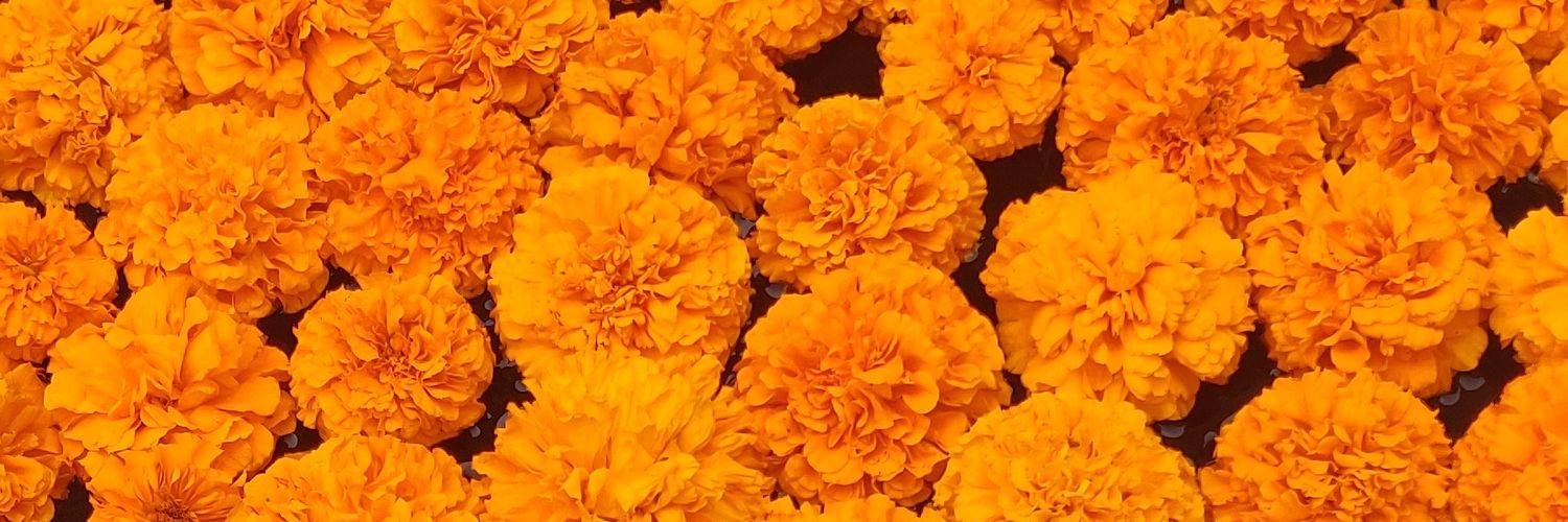 hkaur1409's profile banner image
