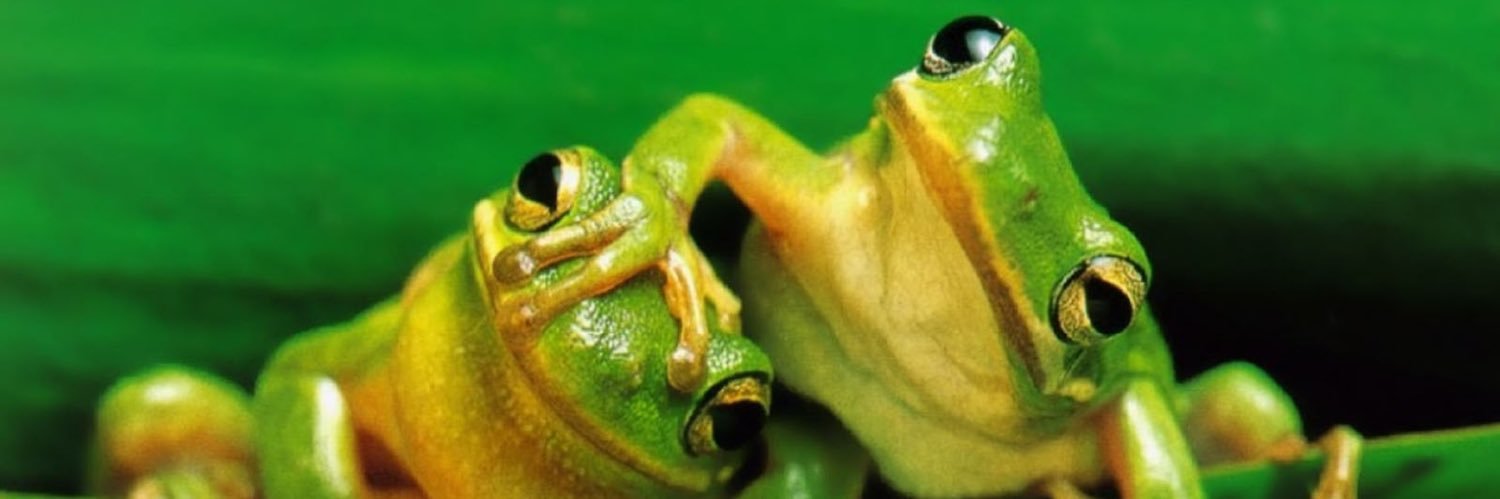 FrogGoMeep's profile banner image