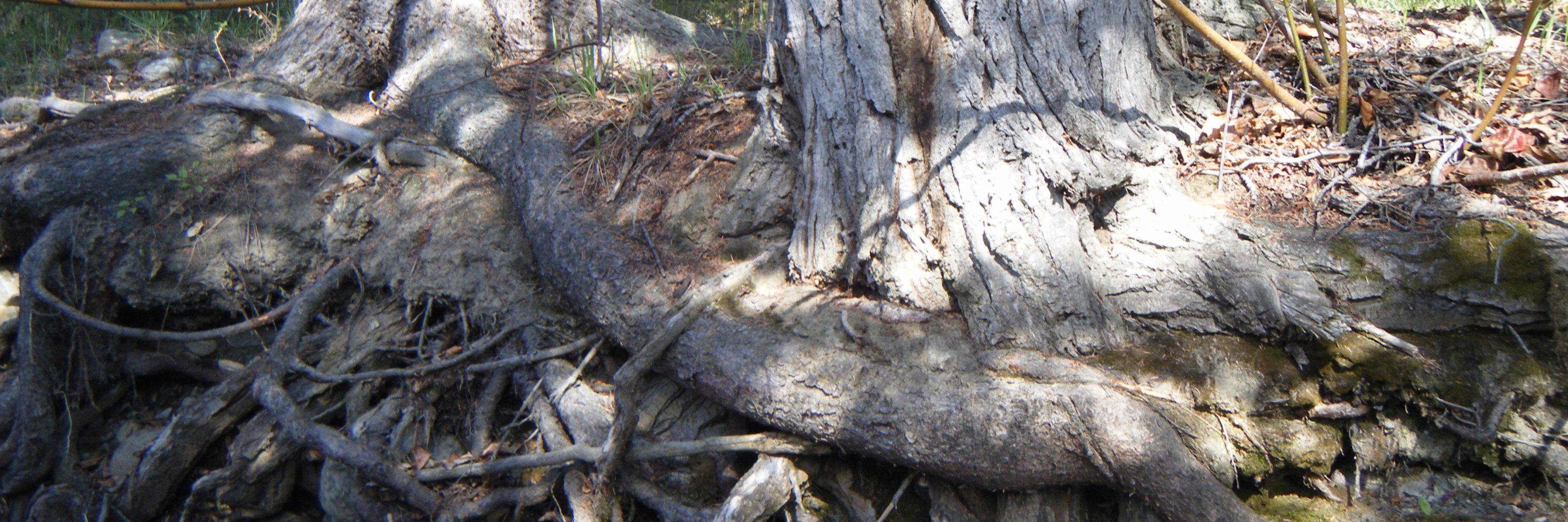 Jule Asterisk banner