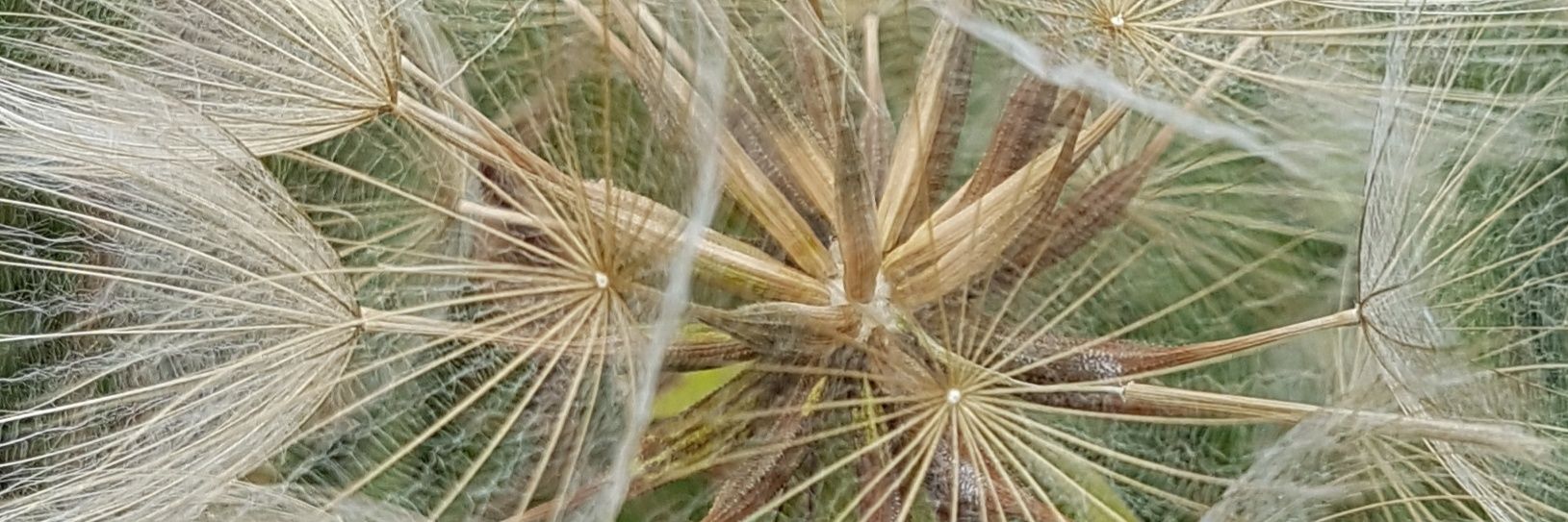 delythmeredydd's profile banner image