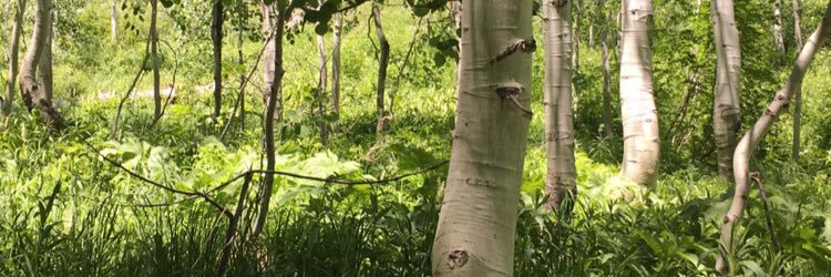 R0sebelle's profile banner image