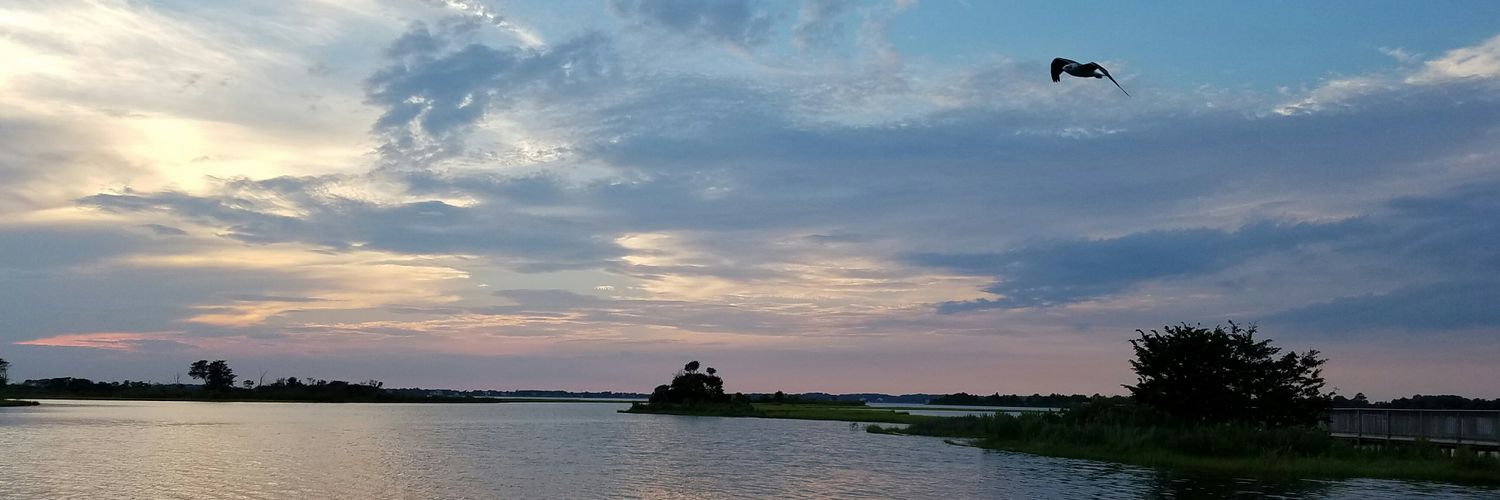 Melissa Jankovic banner