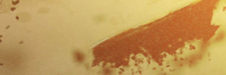 MittenLivingo's profile banner image