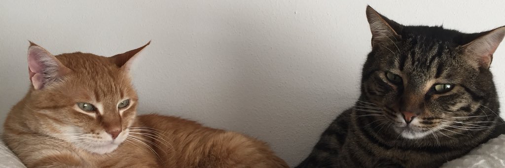 alicepoint1's profile banner image