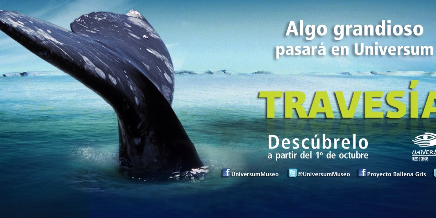 proyectoballena's profile banner image