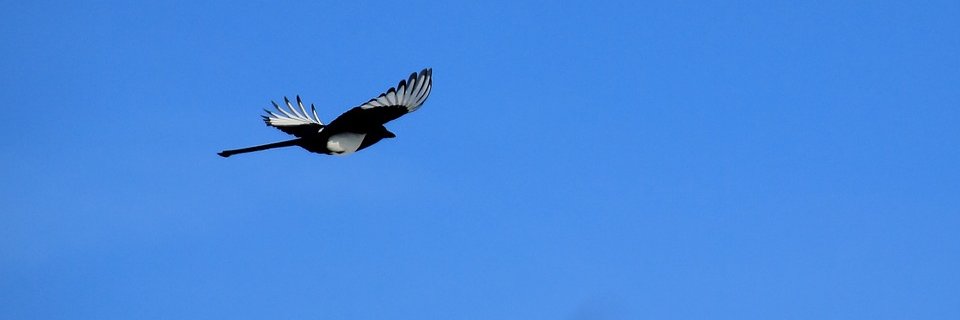 PebblesKA's profile banner image