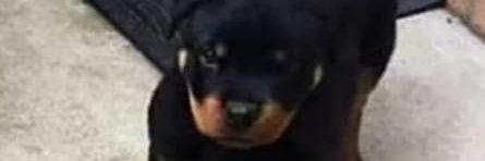 edithviv's profile banner image