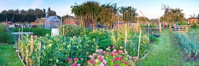 Allotments2's profile banner image