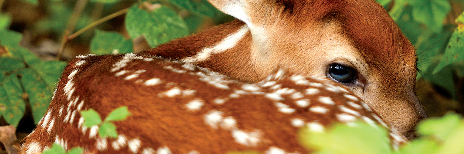 Lindsay Thomas Jr. banner