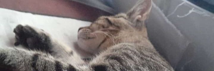 shudryy's profile banner image