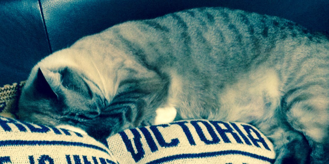 peanut00511's profile banner image