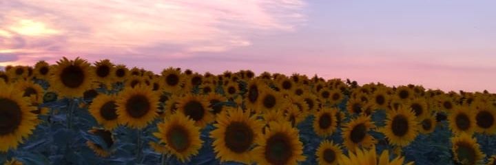 valeriacoroneld's profile banner image