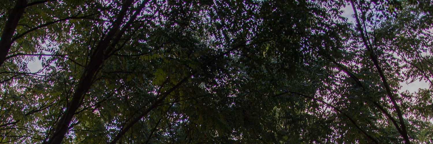 evygorga's profile banner image