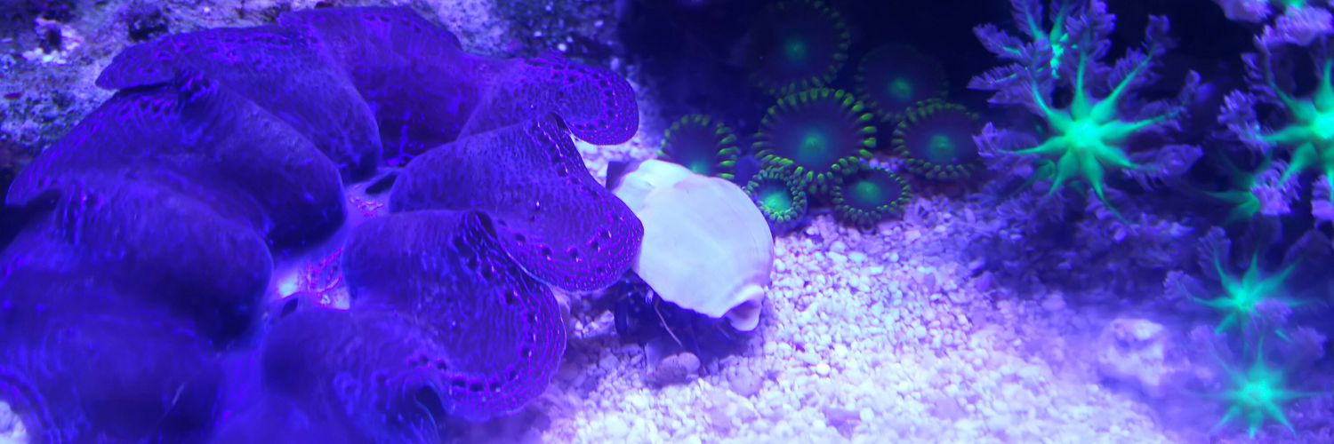 はやと banner