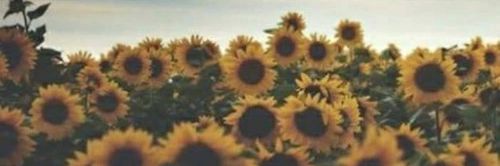 AgeroFanhy's profile banner image
