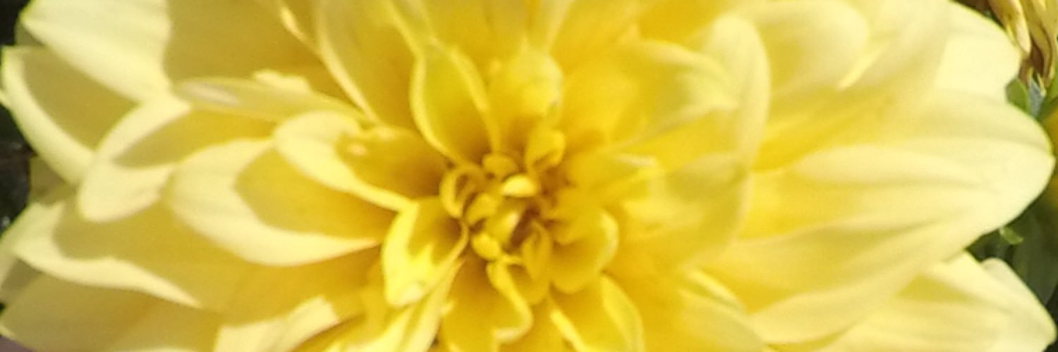 MarnieBarth's profile banner image