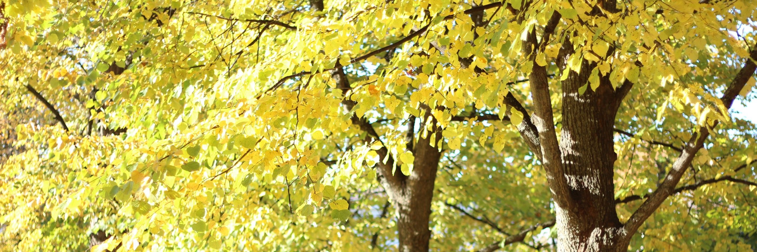 tuomas_torronen's profile banner image