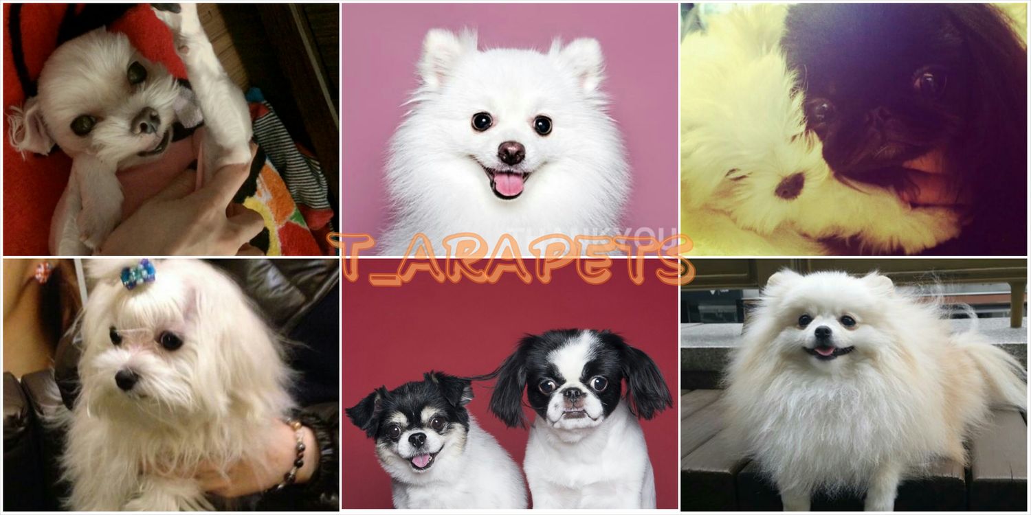 T_ARAPETS's profile banner image