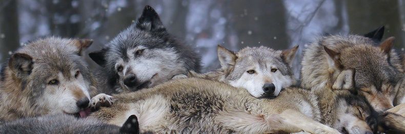 Saptoardi_'s profile banner image