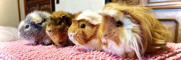 sanoko_ Profile Banner