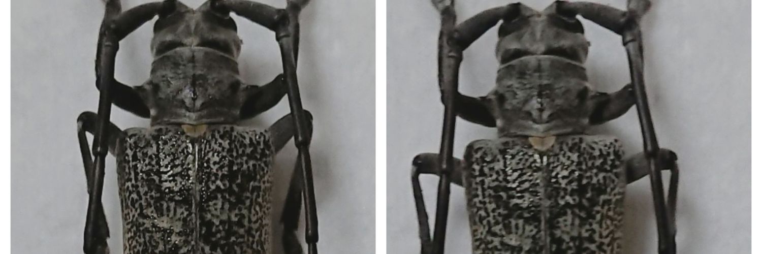 koPachyta510's profile banner image