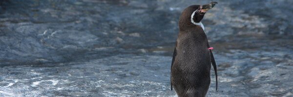 tuka Profile Banner