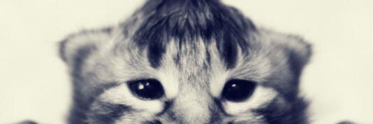 Meow_Vini's profile banner image
