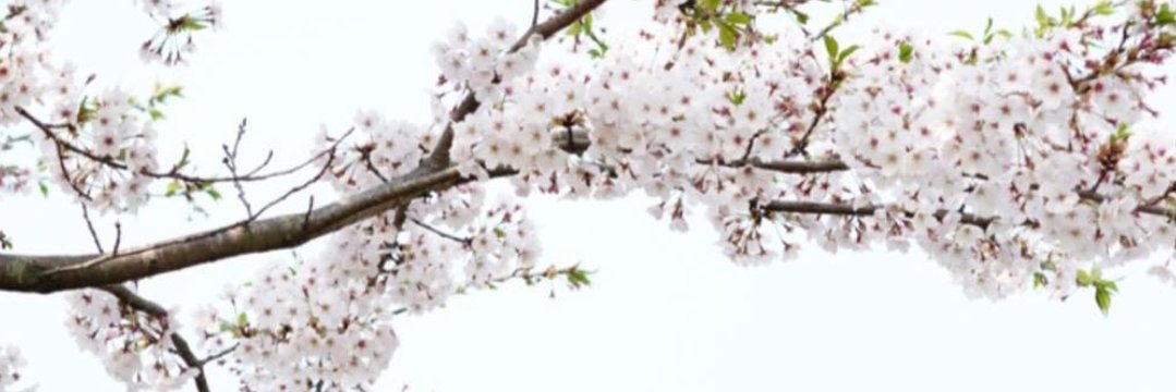 Teayash_'s profile banner image
