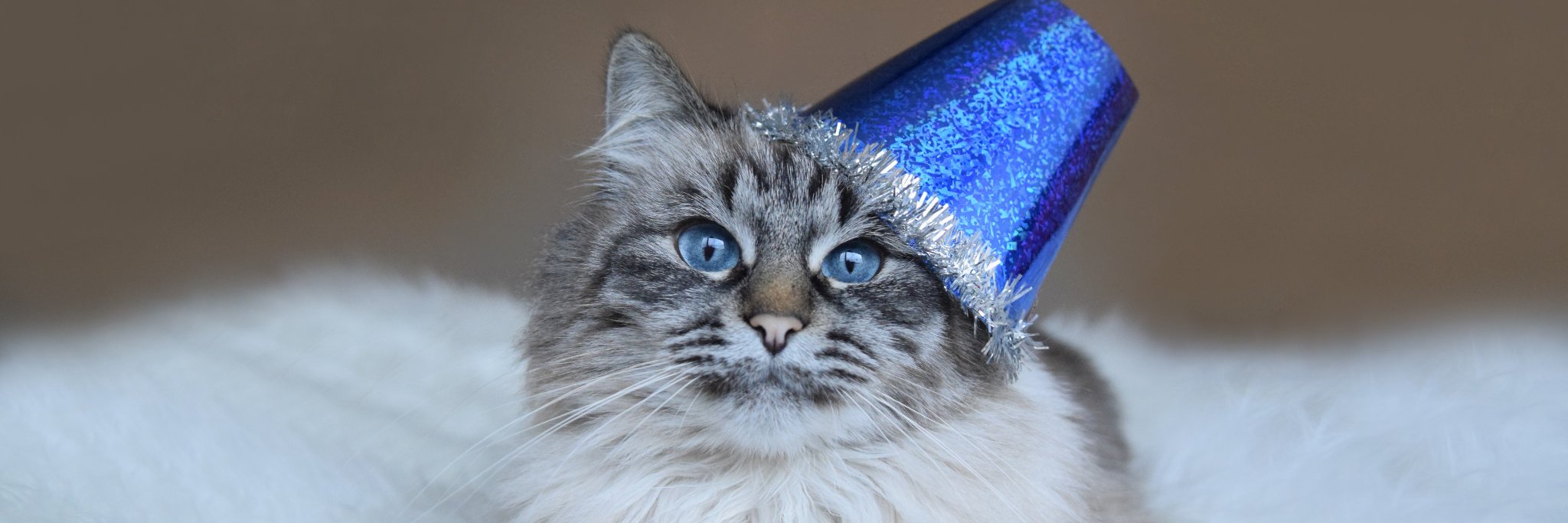 Junethekitty's profile banner image