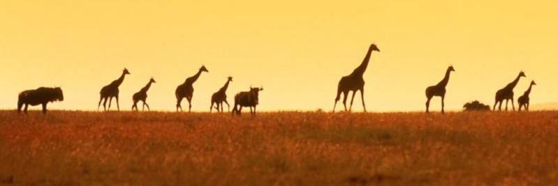 MerfeQulef's profile banner image