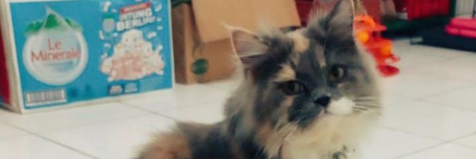 BimaALP's profile banner image
