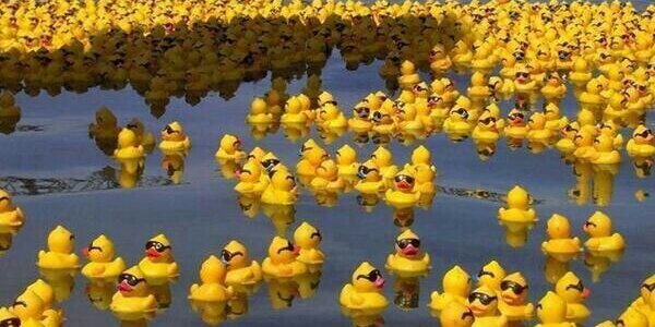 Do it for the Ducks banner