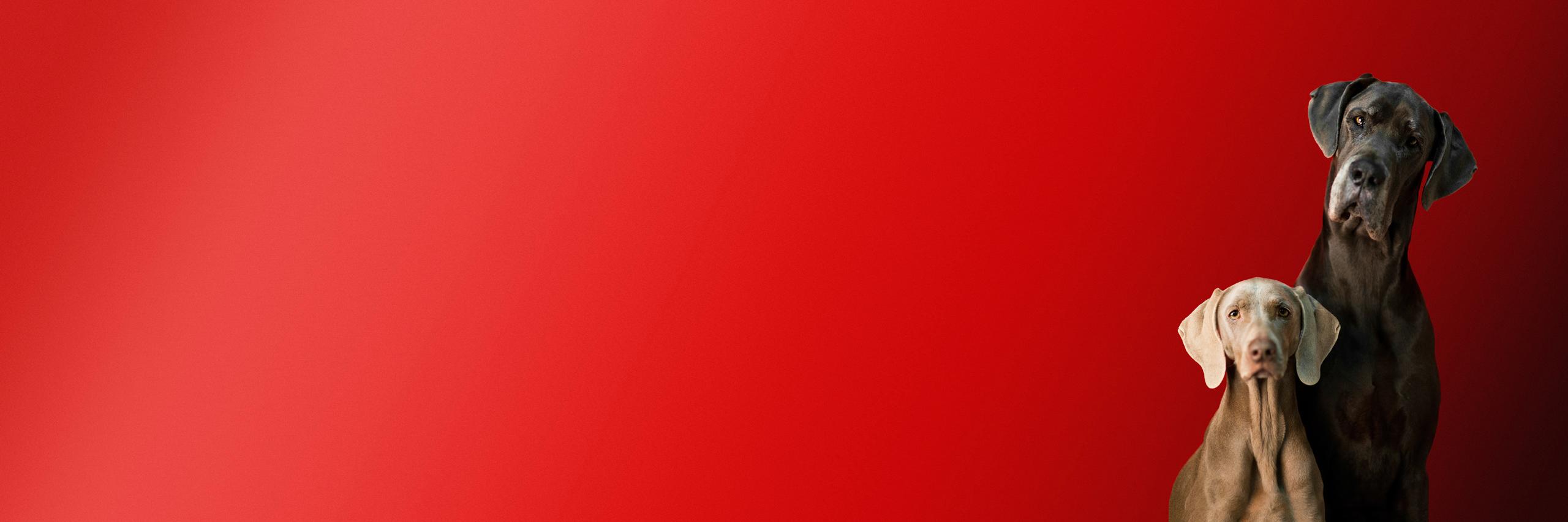 thenoodlepups's profile banner image