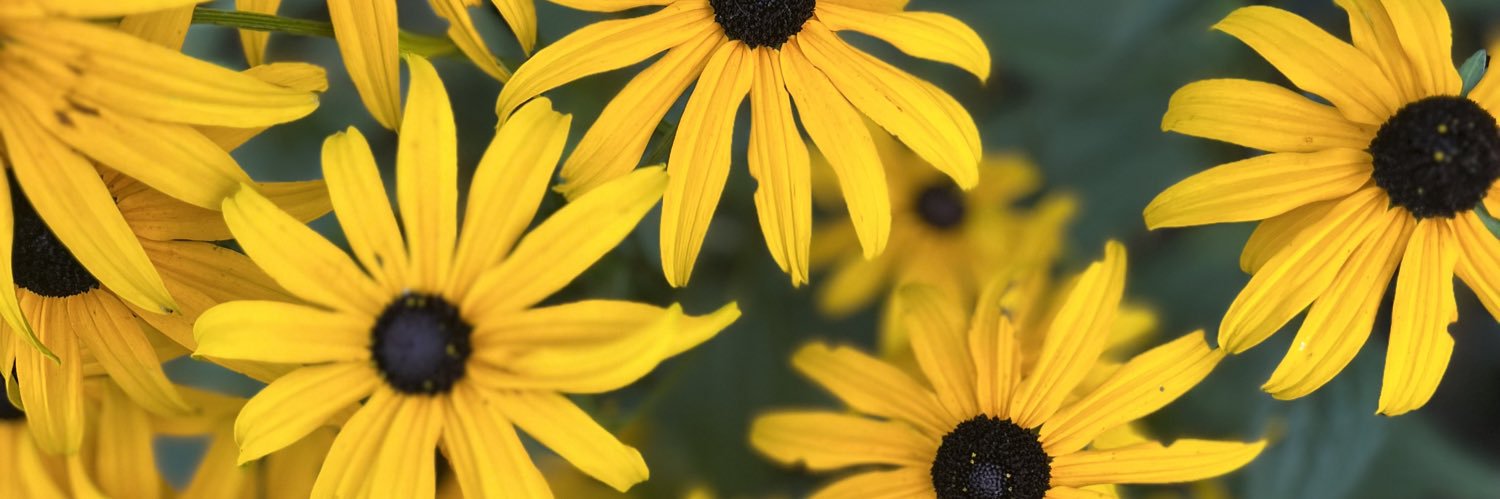 ellenacey_'s profile banner image