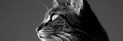 Enpty08's profile banner image