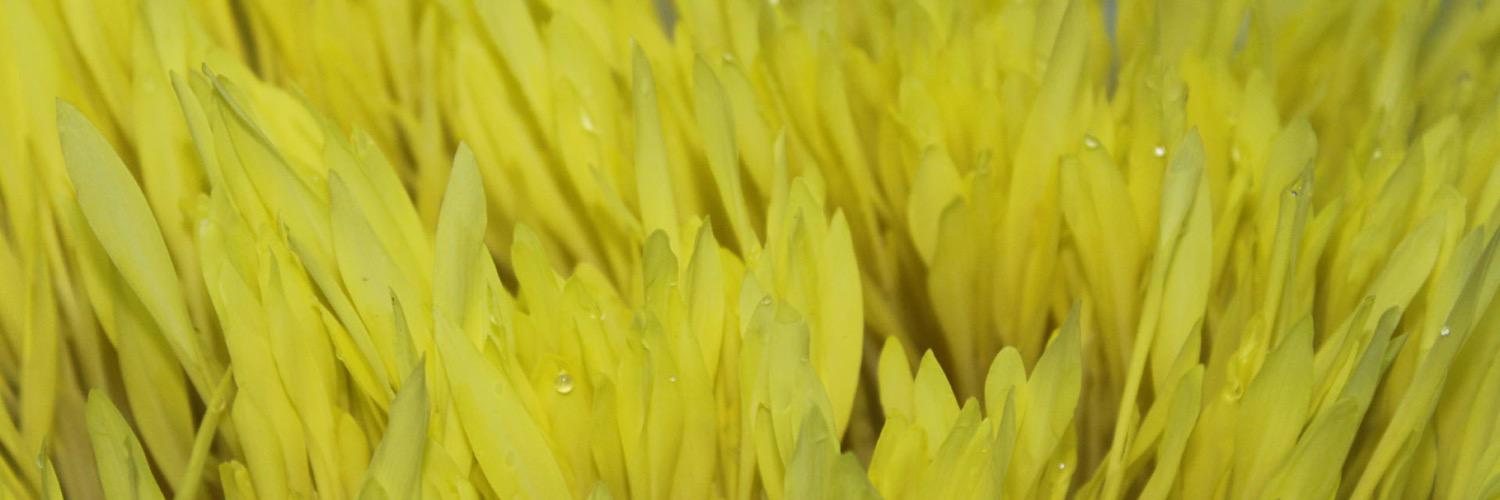 BarnstonHerbs's profile banner image
