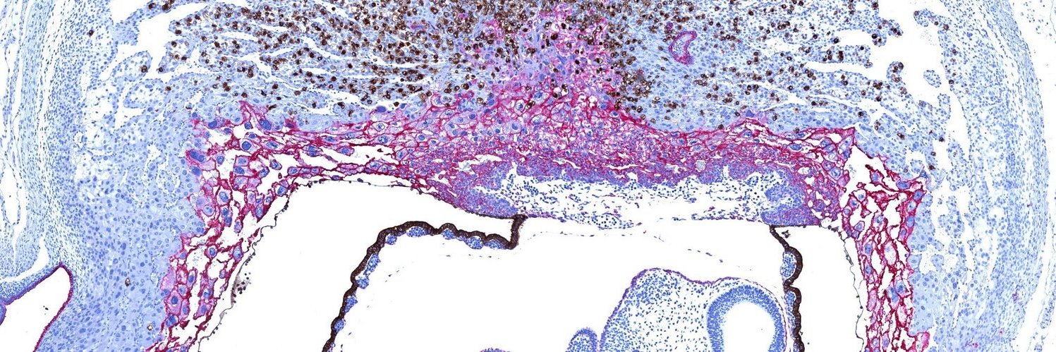 Department of Obstetrics & Gynaecology banner