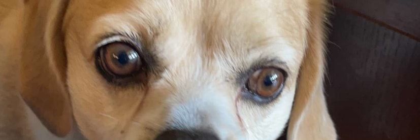 yaboidrako's profile banner image