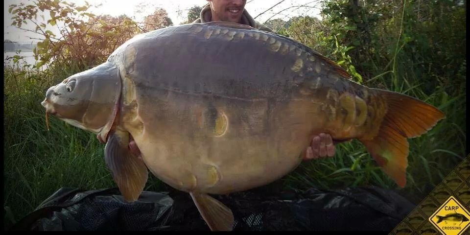 carpfishinguk's profile banner image