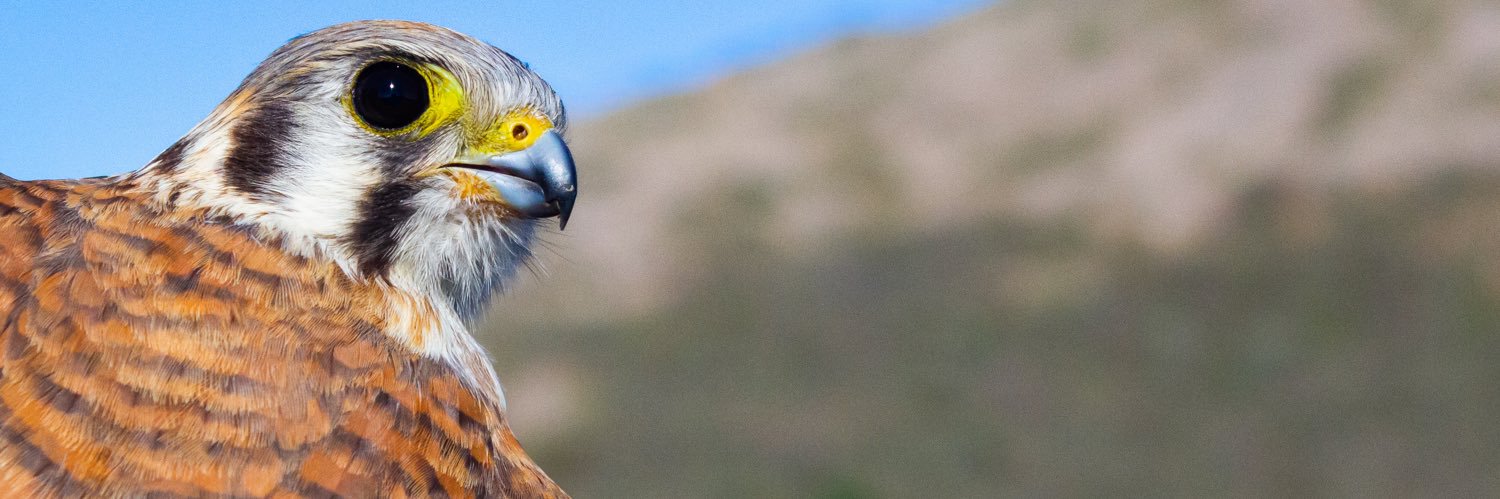 Ryan Bourbour banner