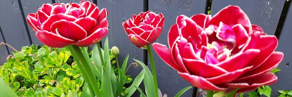 QuinnBriege Profile Banner