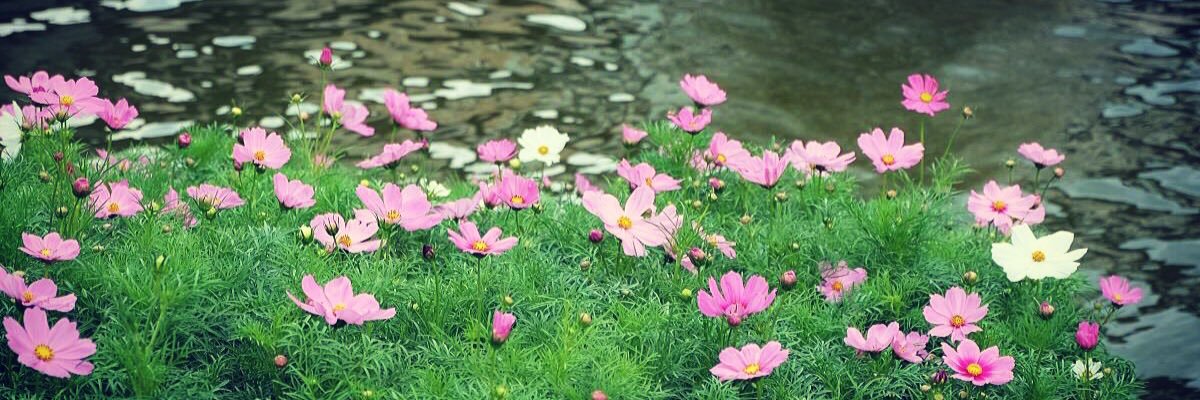 sweety1515's profile banner image