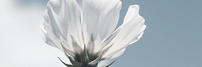belladotme's profile banner image