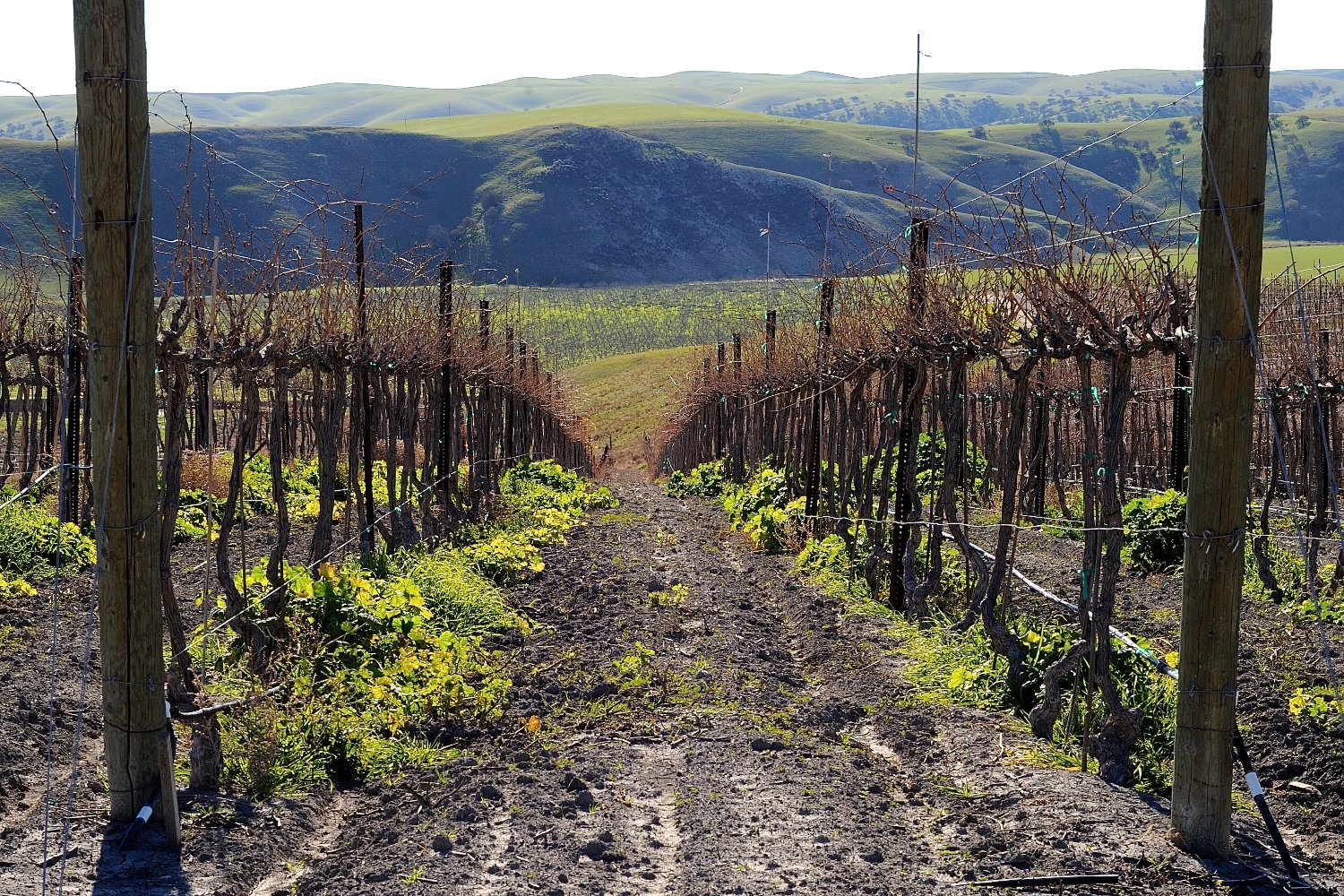 Spotlight Brands banner