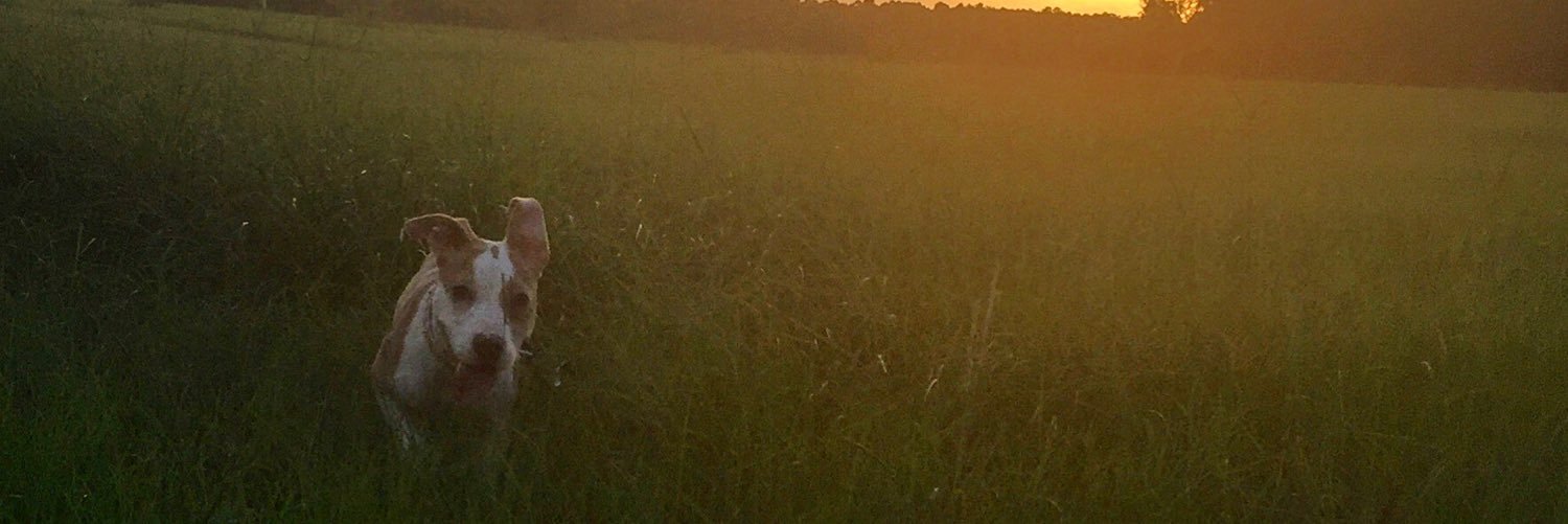 tashamyrick9's profile banner image