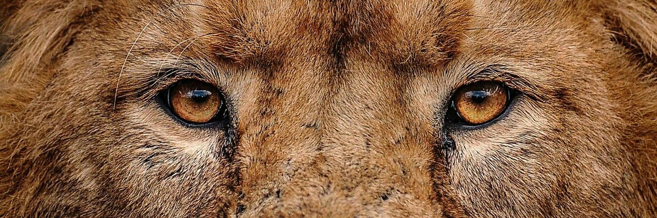 Maximus De Griffin banner